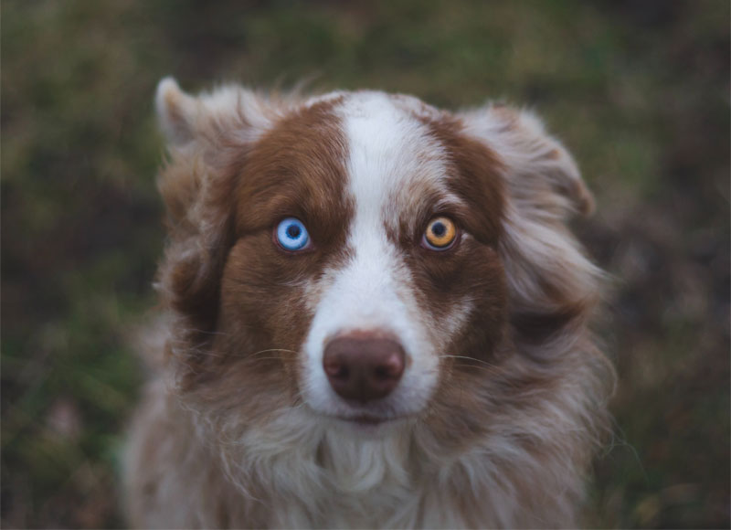 Australian Shepherd