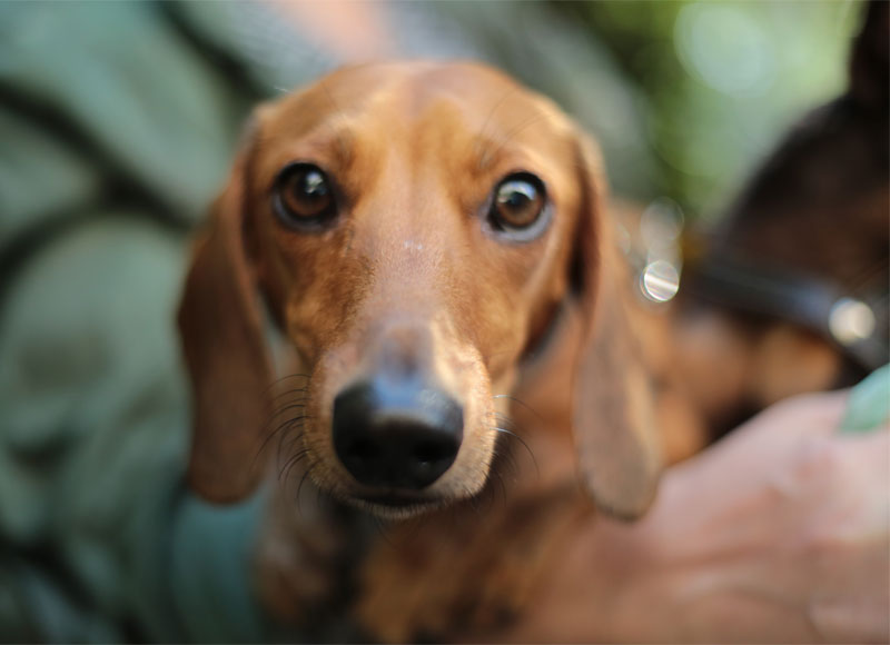 Dachshund