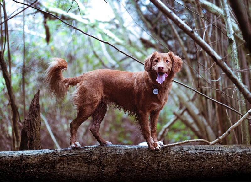 Golden Retriever