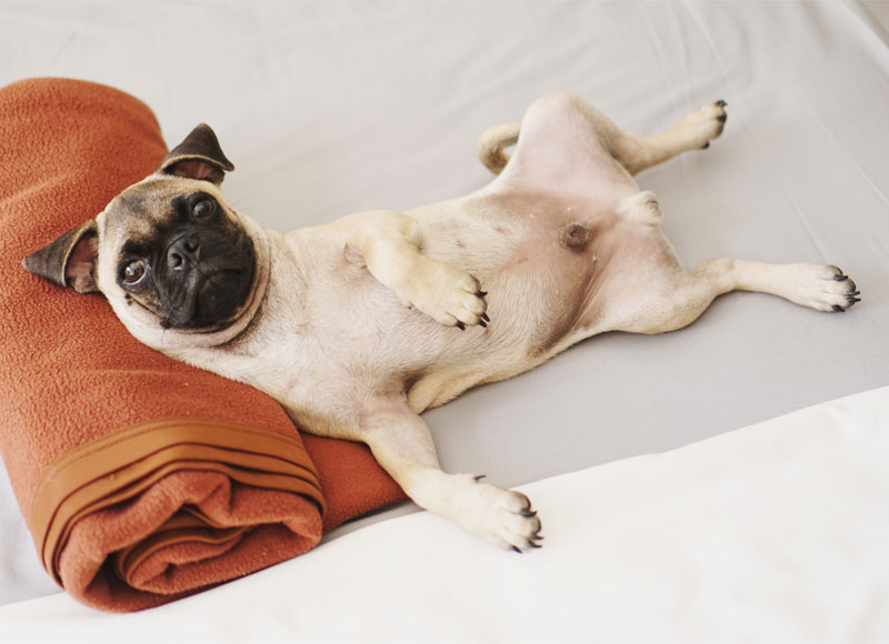 Pug