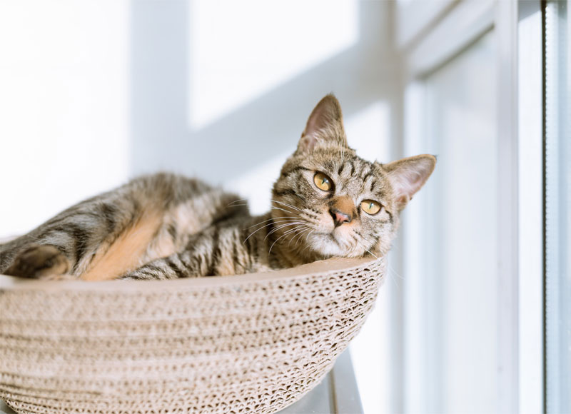Domestic Shorthair