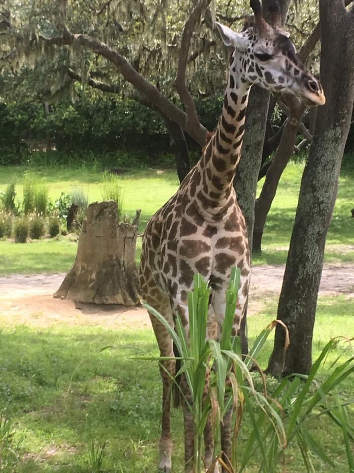 Giraffe eating leaves from a tree